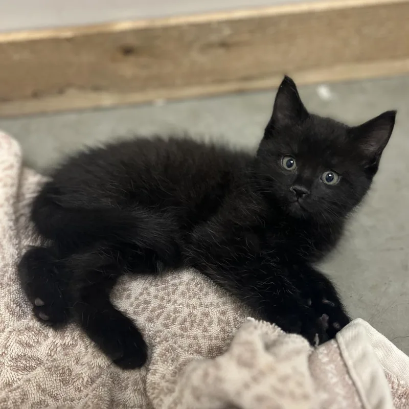 An adult large-sized male Black Domestic Short Hair cat named Loki for adoption in Spokane, WA