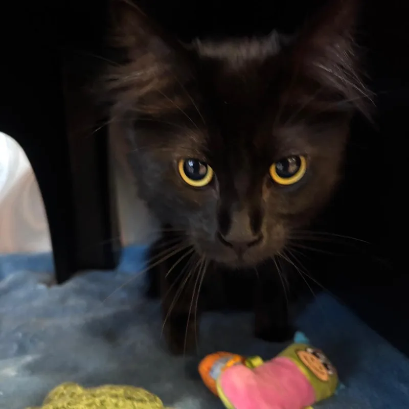 Loki thumbnail 4