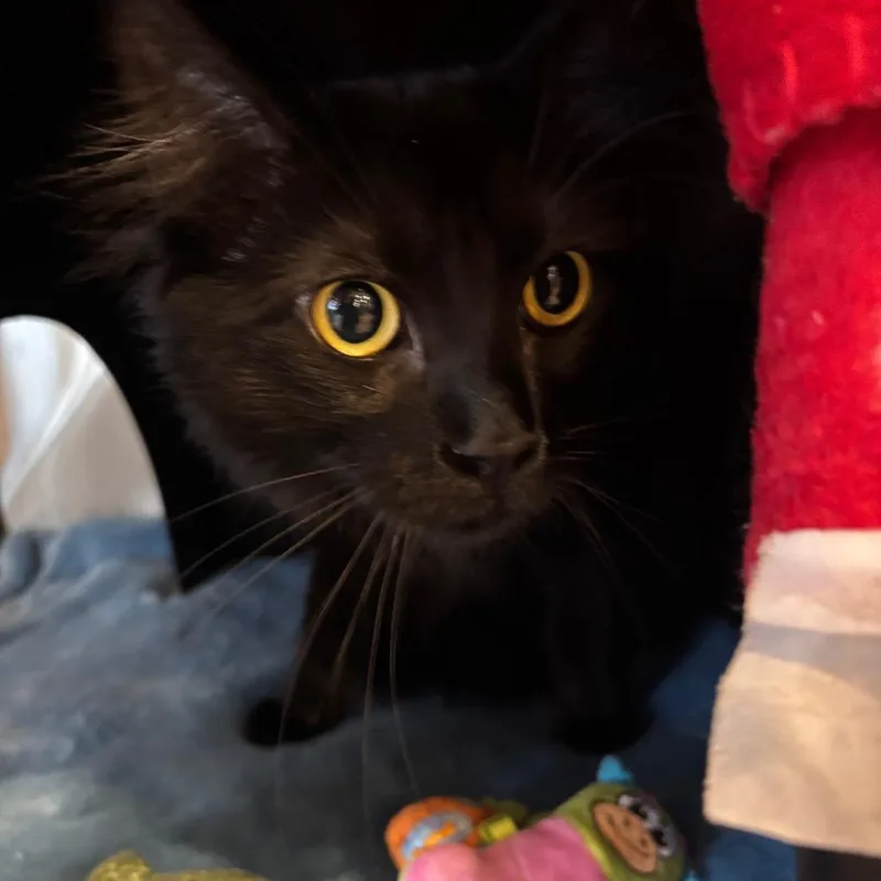 Loki thumbnail 5