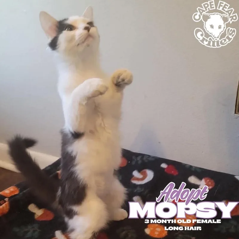 A baby small-sized female Domestic Short Hair cat named Mopsy for adoption in Wilmington, NC