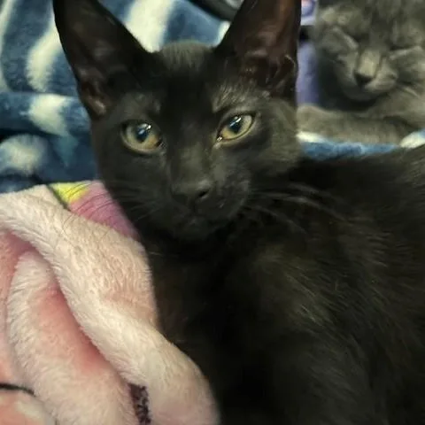 A baby medium-sized female Black Domestic Short Hair cat named Mango II for adoption in Houston, TX