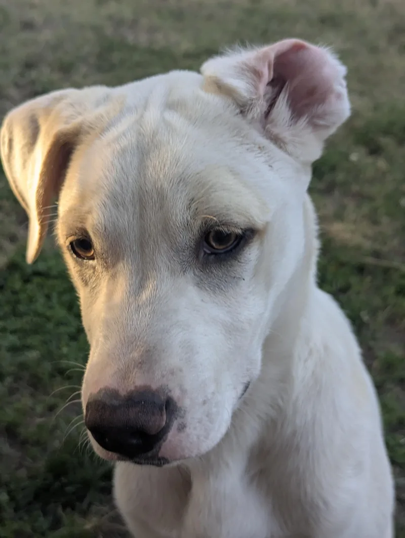 A young medium-sized male Apricot / Beige Mixed Breed dog named Island for adoption in Bellflower, CA
