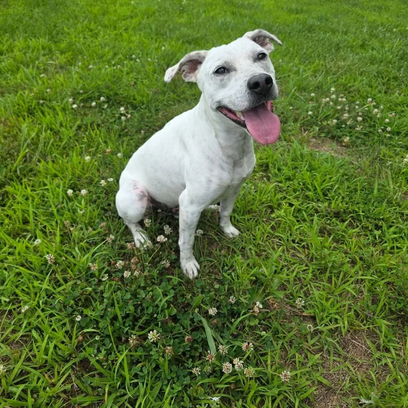 An adult medium-sized male White / Cream Mixed Breed dog named Asteroids for adoption in Jackson, MO