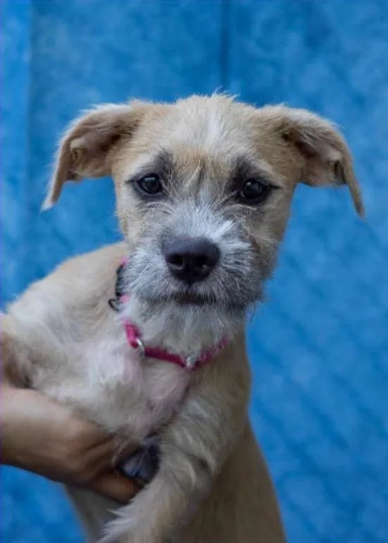 A baby small-sized female Miniature Poodle dog named Elsa for adoption in Terryville, CT