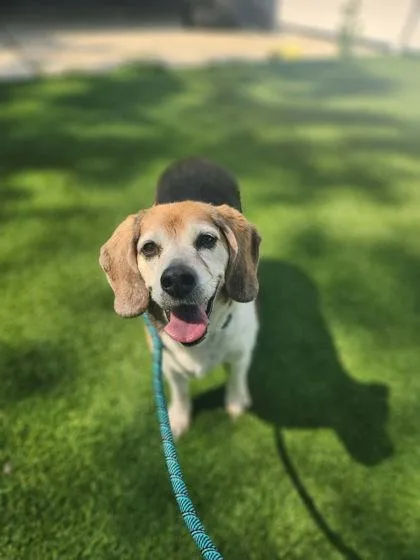 An adult large-sized female Mixed Breed dog named Snickers for adoption in Munster, IN