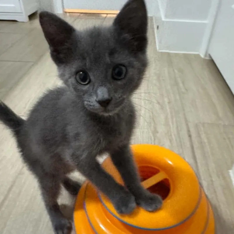 A baby small-sized male Gray / Blue / Silver Domestic Short Hair cat named Bear for adoption in Bastrop, TX