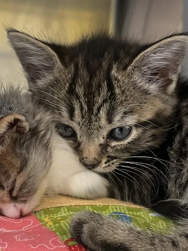 A baby small-sized female Domestic Short Hair cat named Biscuit for adoption in Healdsburg, CA
