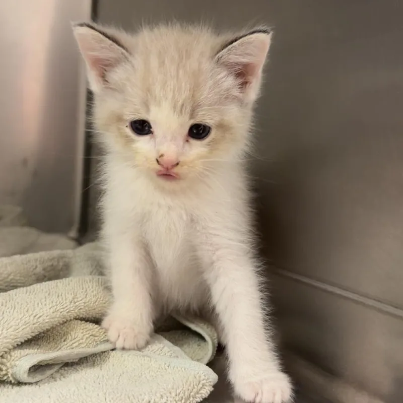A baby small-sized male Seal Point Domestic Short Hair cat named River for adoption in Coralville, IA
