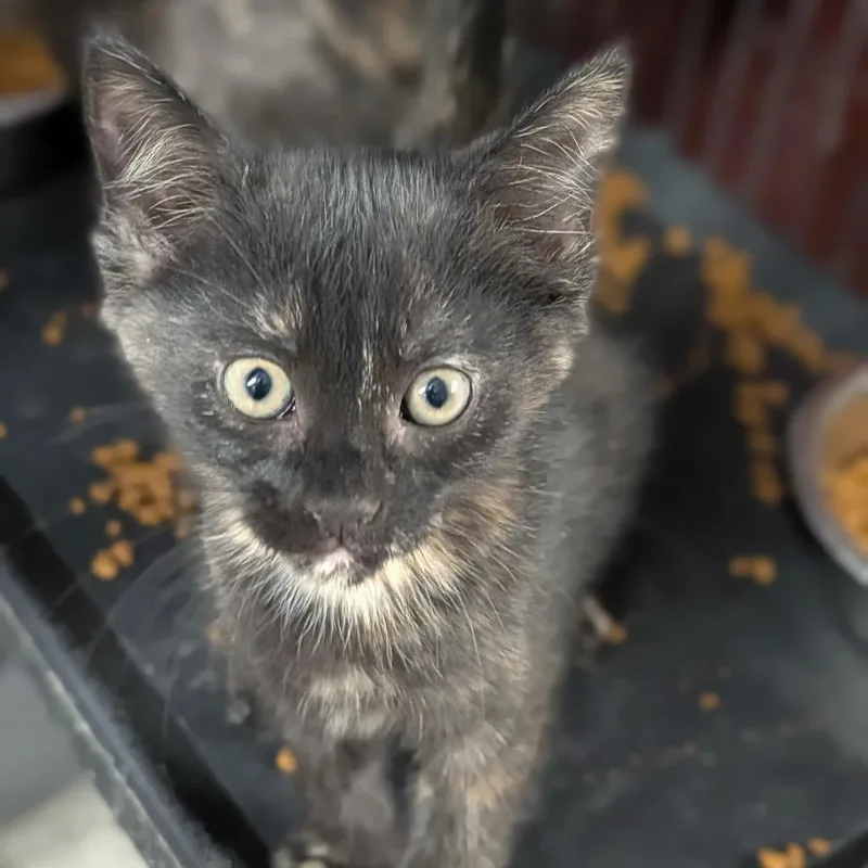 A baby medium-sized female Tortoiseshell Domestic Short Hair cat named Ember for adoption in Cape Girardeau, MO