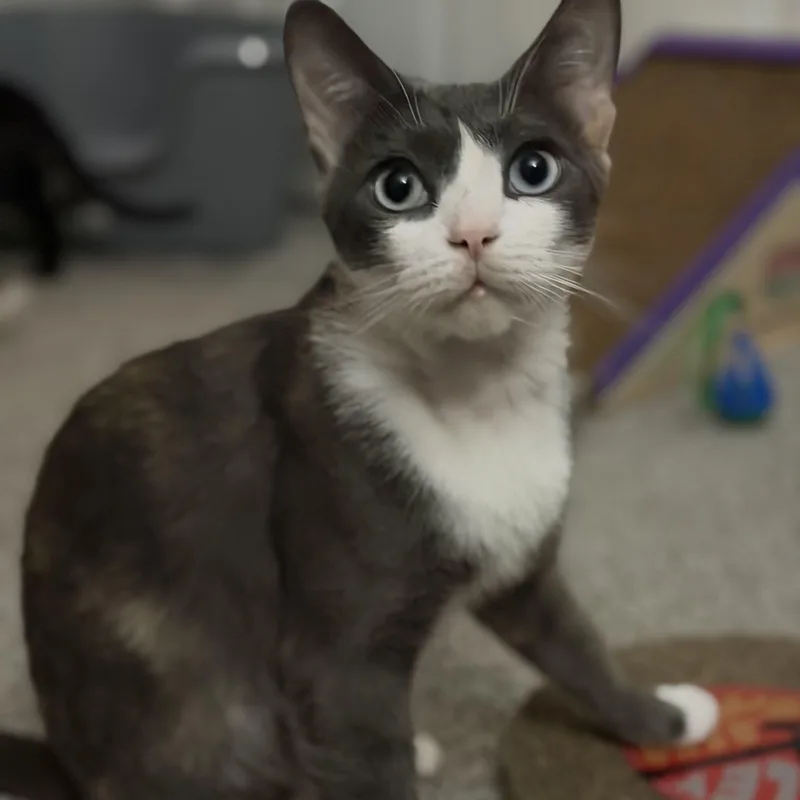 An adult medium-sized female Domestic Short Hair cat named Chief Erin Strauss for adoption in Richmond, VA