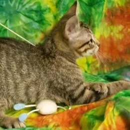 Willow thumbnail 3