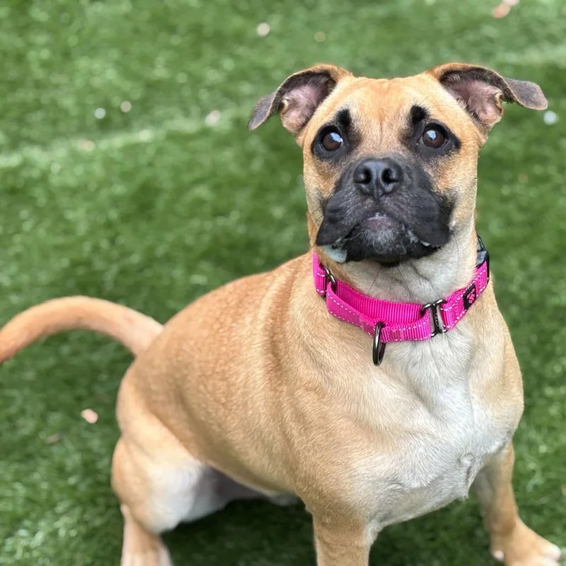 A young medium-sized male Brown / Chocolate Mixed Breed dog named Tofu for adoption in Davenport, IA