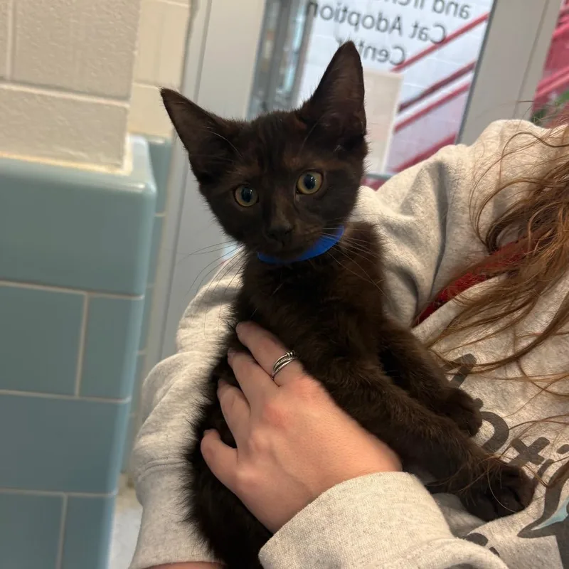 A baby small-sized male Domestic Short Hair cat named Jupiter for adoption in Chicago, IL