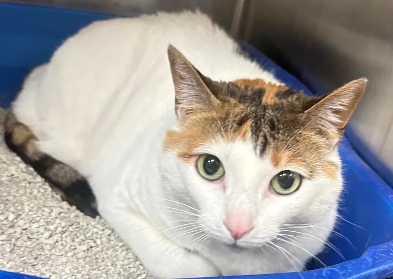 Loo Loos thumbnail 2