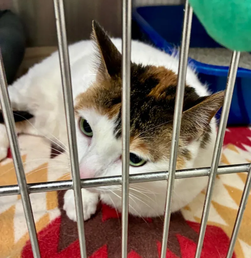 Loo Loos thumbnail 3