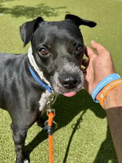 An adult medium-sized female Black Mixed Breed dog named Pantera for adoption in Wichita, KS