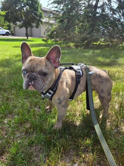 Milo