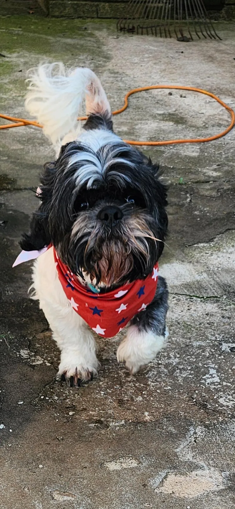 An adult small-sized male Lhasa Apso dog named Clyde for adoption in Tuttle, OK