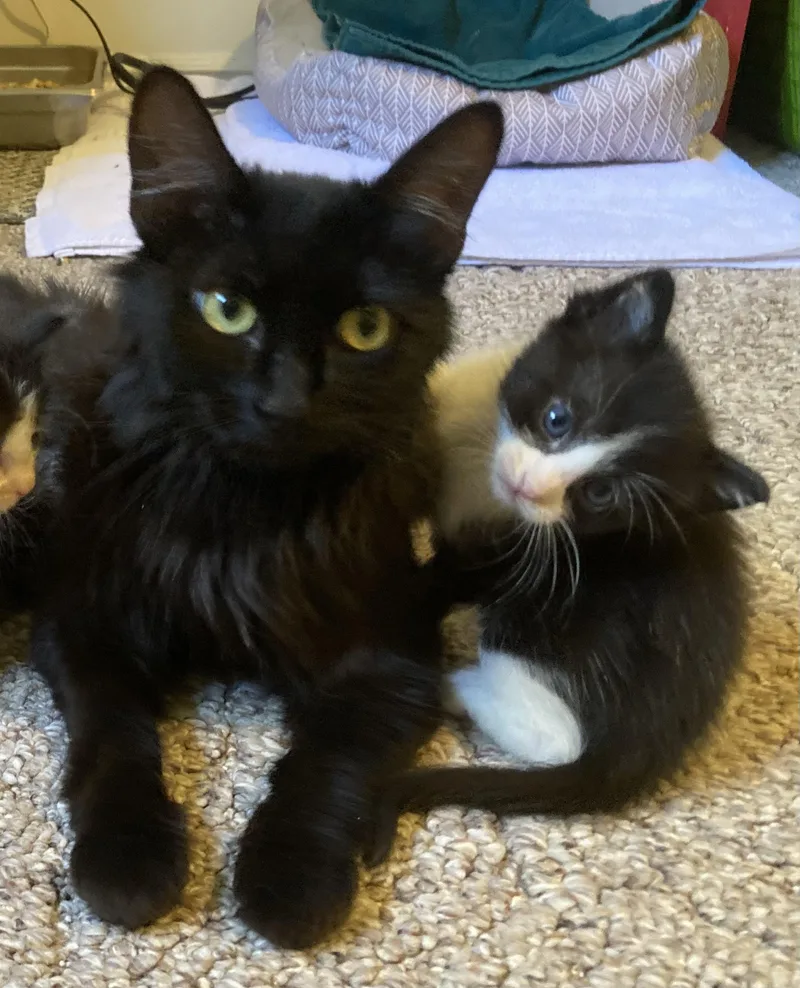A baby medium-sized female Gray / Blue / Silver Domestic Short Hair cat named Jack Jack for adoption in Fruit Heights, UT