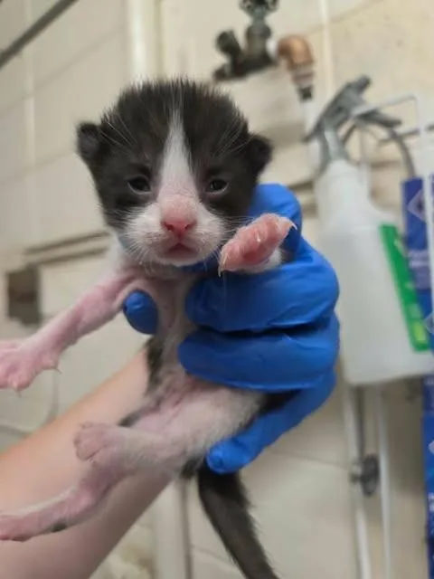 Jack Jack thumbnail 3