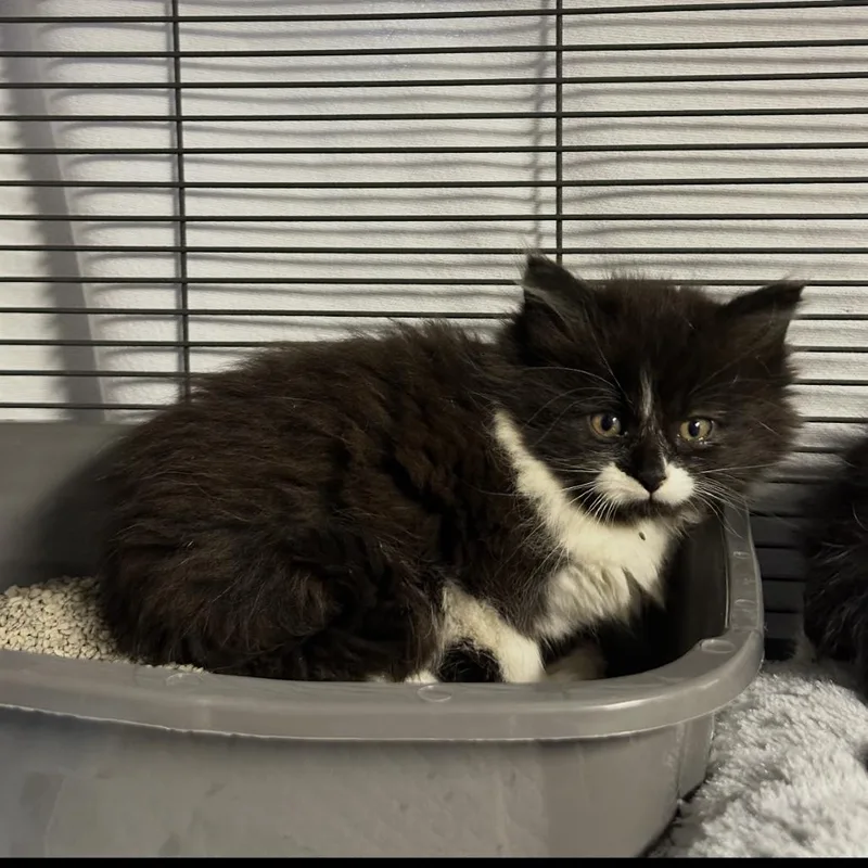 A young small-sized female Black Domestic Long Hair cat named Margo for adoption in Ferndale, MI
