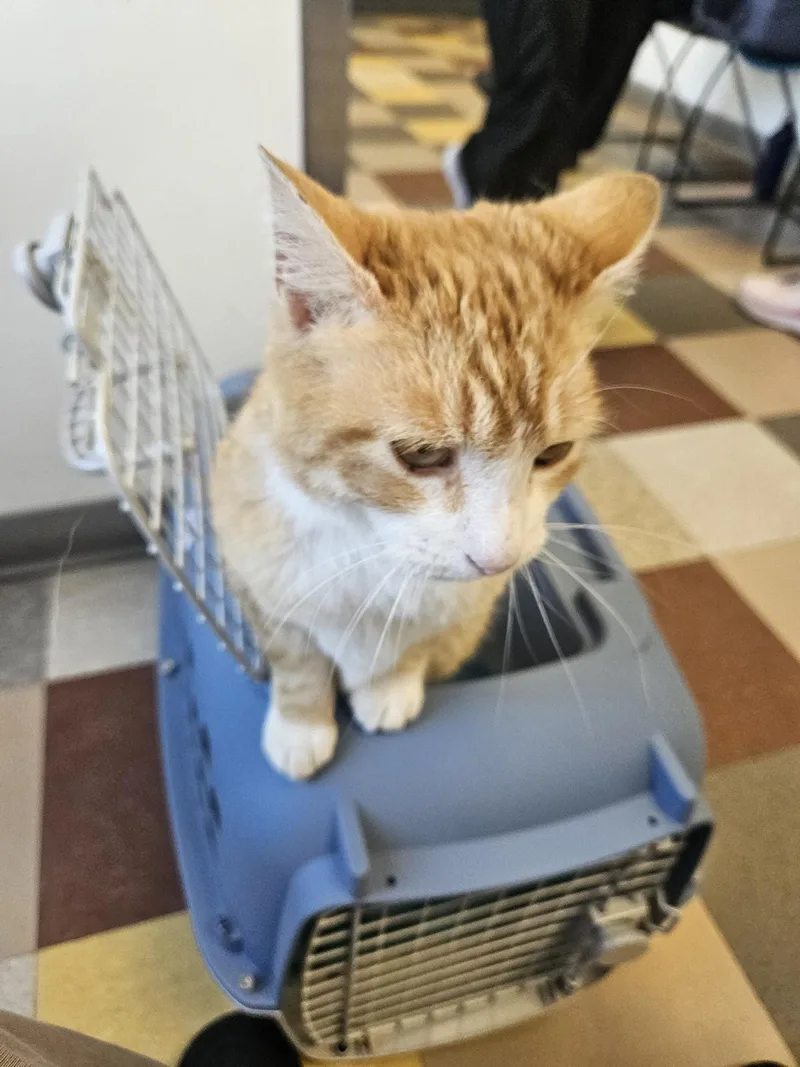 A young medium-sized male Tabby (Orange / Red) Domestic Short Hair cat named Sunny Boy Parkside for adoption in Philadelphia, PA