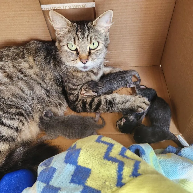 A baby small-sized male Domestic Short Hair cat named Skeet for adoption in Stephenville, TX