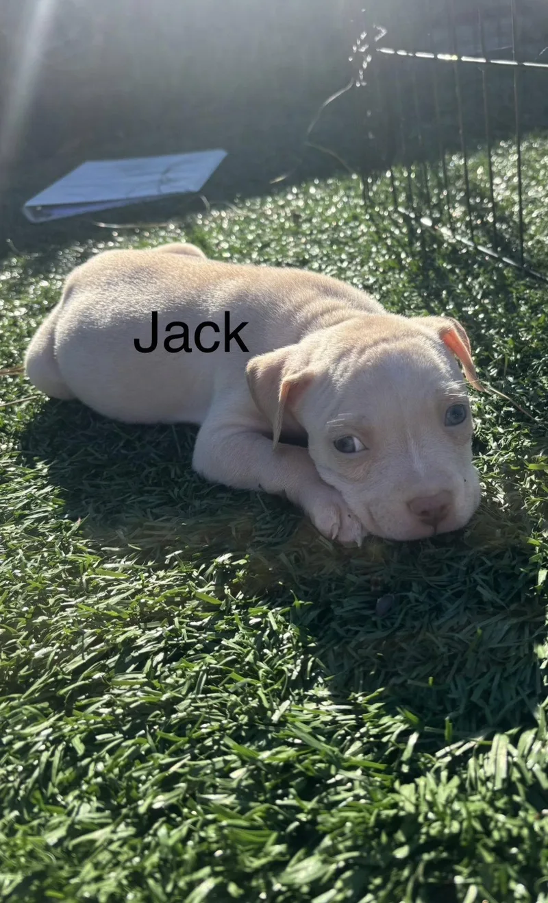 A baby medium-sized male American Staffordshire Terrier dog named Sweetie's Treats Jack for adoption in San Diego, CA