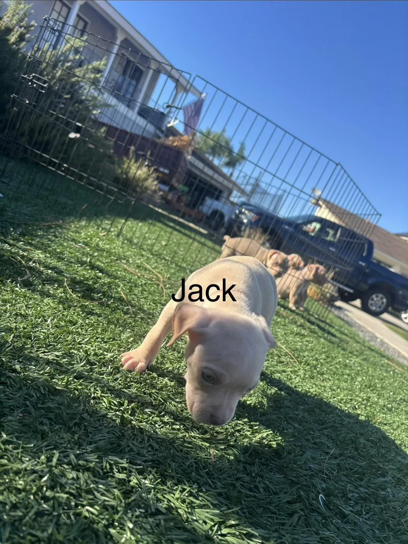 Sweetie's Treats Jack thumbnail 2