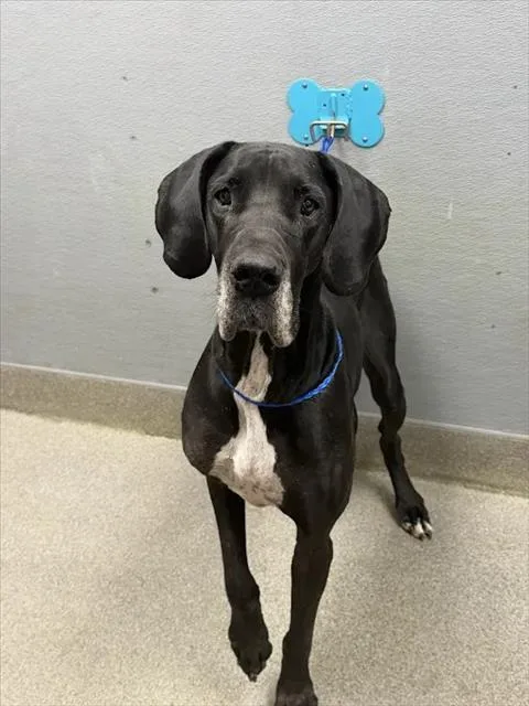 An adult extra large-sized female Great Dane dog named Duchess Maria Quezada for adoption in Las Vegas, NV