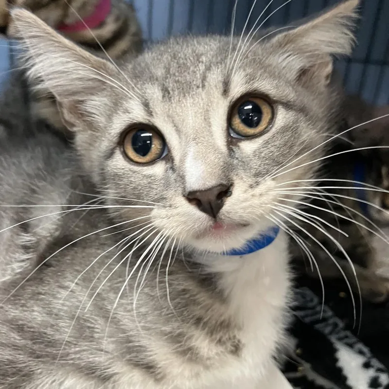A baby small-sized male Gray / Blue / Silver Domestic Short Hair cat named Bowie for adoption in Lakeland, FL