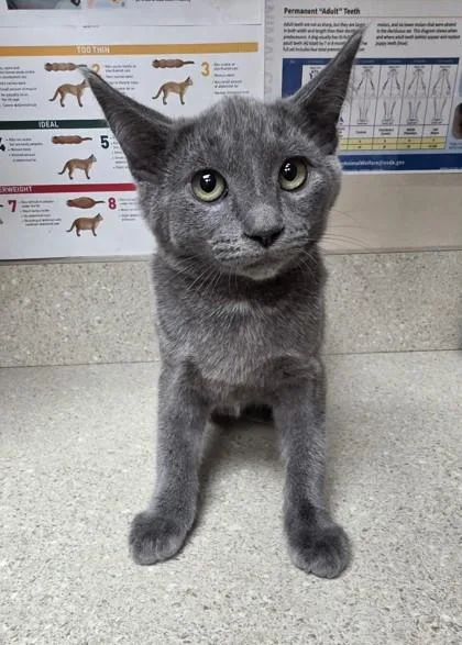An adult small-sized female Domestic Short Hair cat named Seagull for adoption in Phoenix, AZ