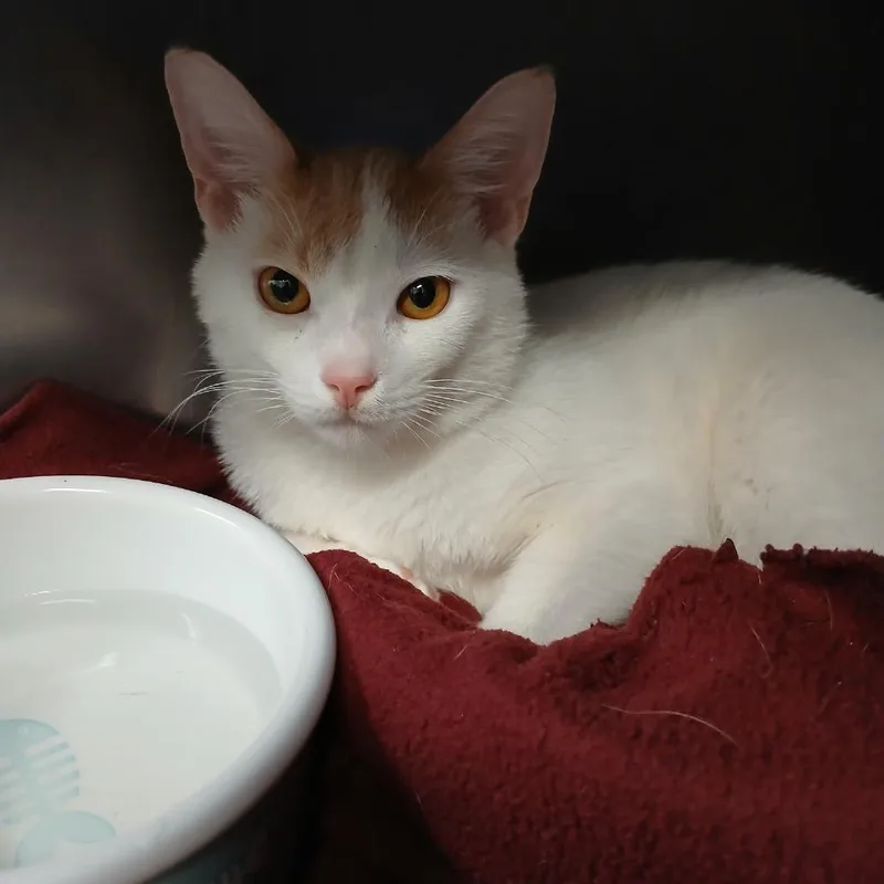 An adult medium-sized male White Domestic Short Hair cat named Pierce for adoption in New York, NY
