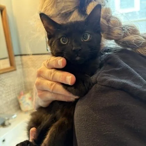 A baby medium-sized male Black Domestic Short Hair cat named Vanilla and Zion for adoption in Fairfax, VA