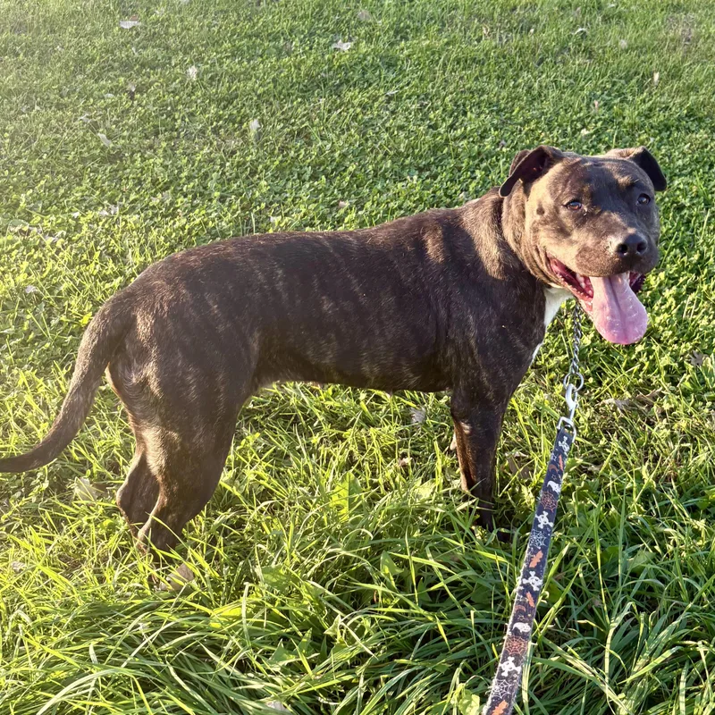 An adult medium-sized female Pit Bull Terrier dog named Maple for adoption in Charles City, IA
