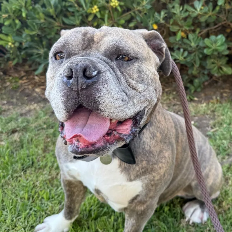 An adult large-sized male Brown / Chocolate American Bulldog dog named Maurice for adoption in Santa Barbara, CA