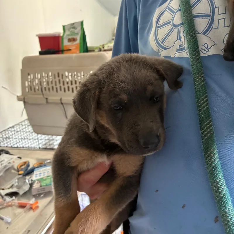 A baby medium-sized male Gray / Blue / Silver German Shepherd Dog dog named Brett Michaels for adoption in Hattiesburg, MS