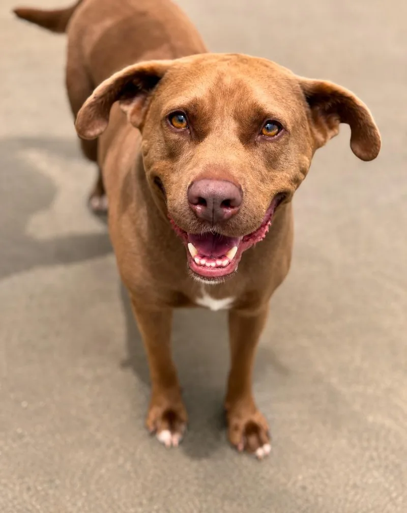 A young medium-sized male Mixed Breed dog named Mocha for adoption in Savage, MN