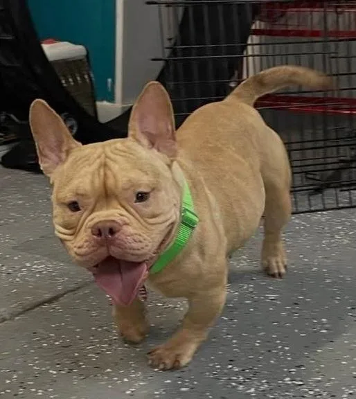 An adult small-sized female American Staffordshire Terrier dog named Bing for adoption in Warren, MI