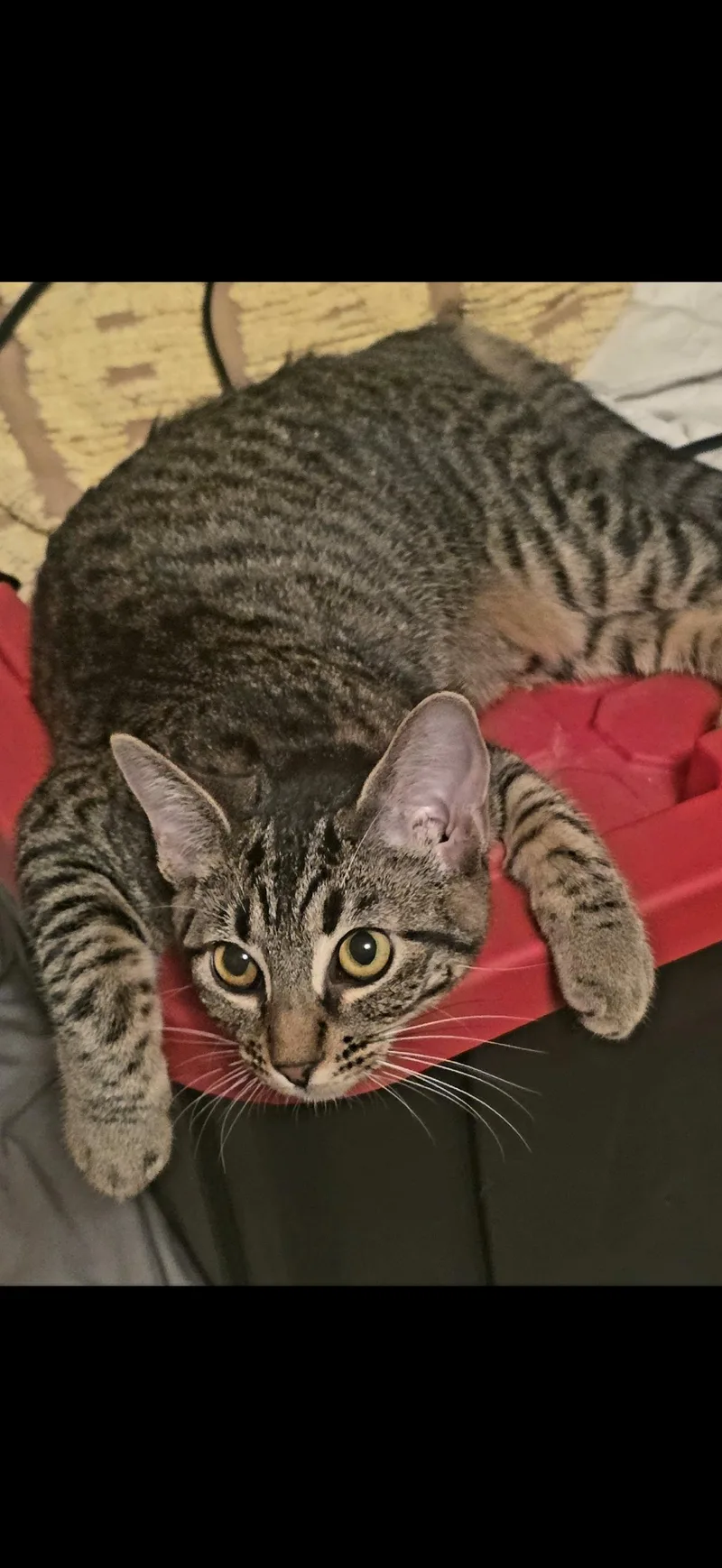 A young medium-sized female Domestic Short Hair cat named Spicy for adoption in Visalia, CA