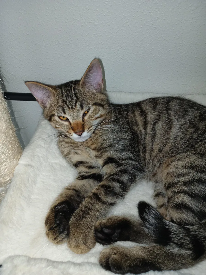 A baby medium-sized male Tabby (Brown / Chocolate) Domestic Short Hair cat named Larry for adoption in Silverdale, WA
