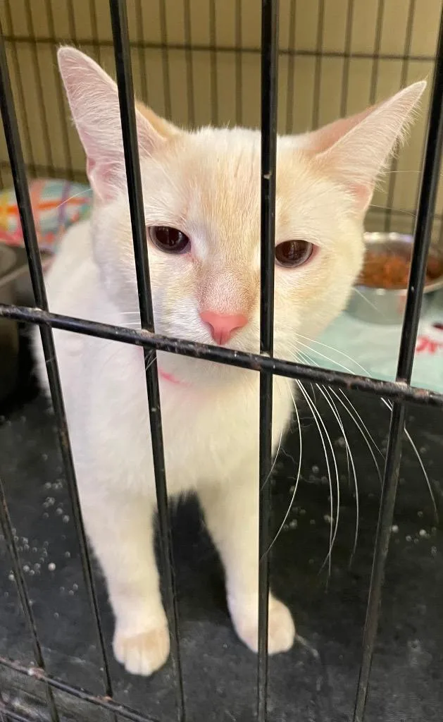 A young medium-sized female Domestic Short Hair cat named Georgia for adoption in Muskegon, MI