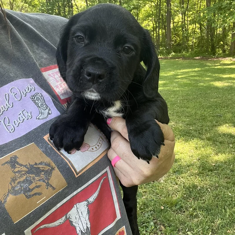 A baby medium-sized male Black Cocker Spaniel dog named Cedar for adoption in Rock Hill, SC