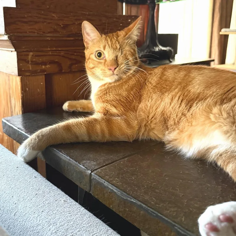 A young small-sized male Orange / Red Domestic Medium Hair cat named Sir Dudley for adoption in Long Beach, CA