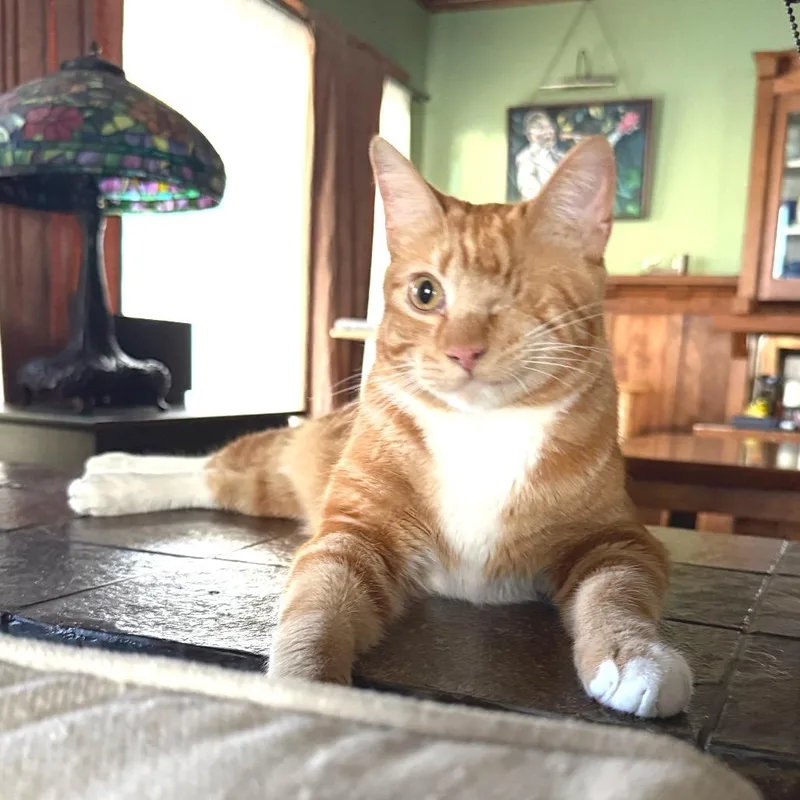 Sir Dudley thumbnail 2