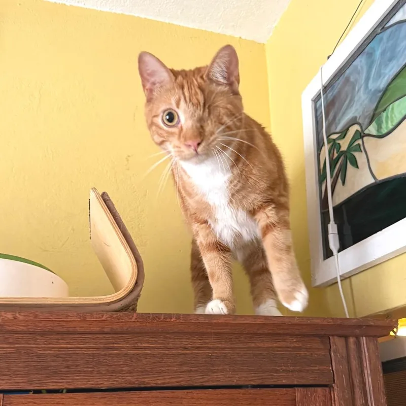 Sir Dudley thumbnail 6