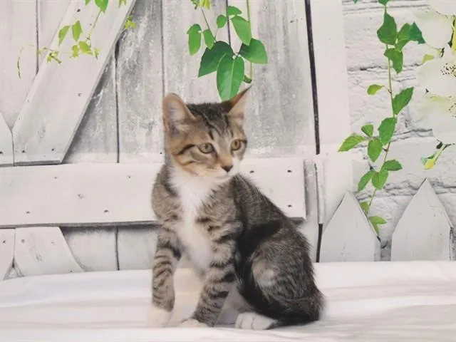 A baby small-sized male Domestic Short Hair cat named Aladdin for adoption in Oroville, CA