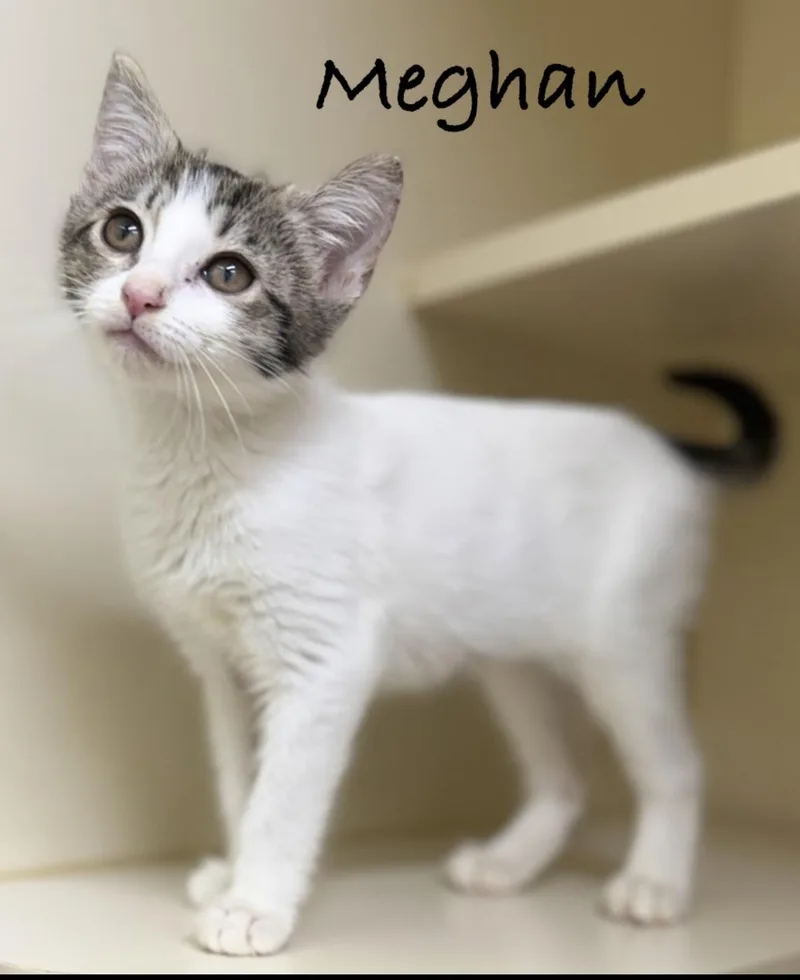 A baby medium-sized female White Domestic Short Hair cat named Meghan for adoption in Pawleys Island, SC