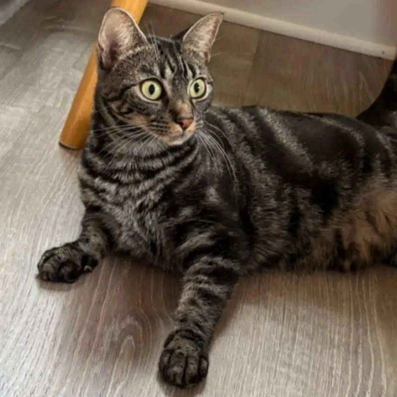 An adult medium-sized female Tabby (Buff / Tan / Fawn) Domestic Short Hair cat named Angle for adoption in Portland, ME
