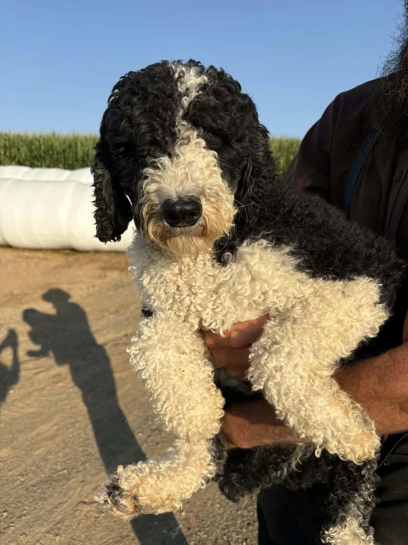 An adult medium-sized female Old English Sheepdog dog named Bertha for adoption in Havertown, PA